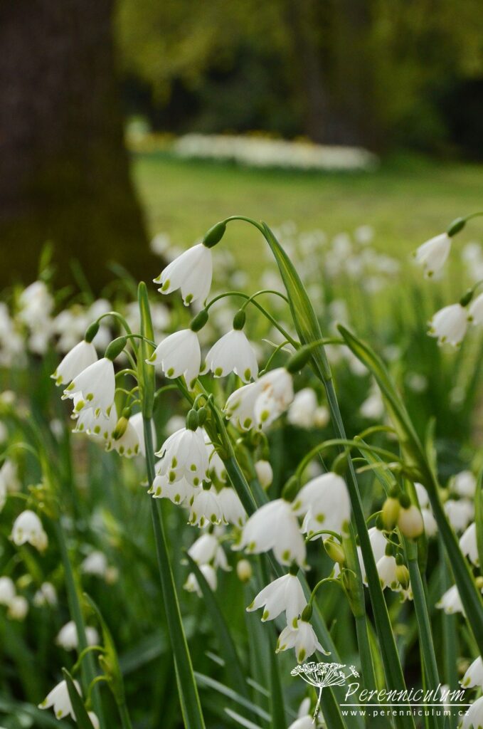 V dendrologické zahradě nejsou jen zajímavé stromy 7 bledule letní (Leucojum aestivum)