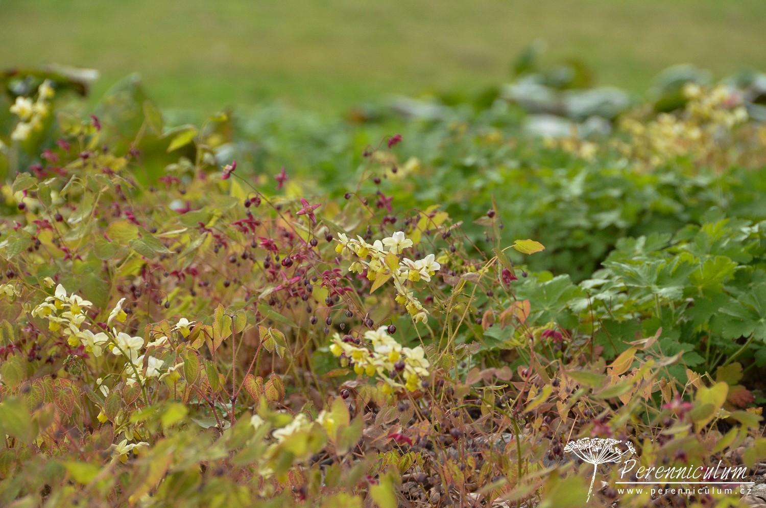 V dendrologické zahradě nejsou jen zajímavé stromy 9 Dendrologická zahrada 19