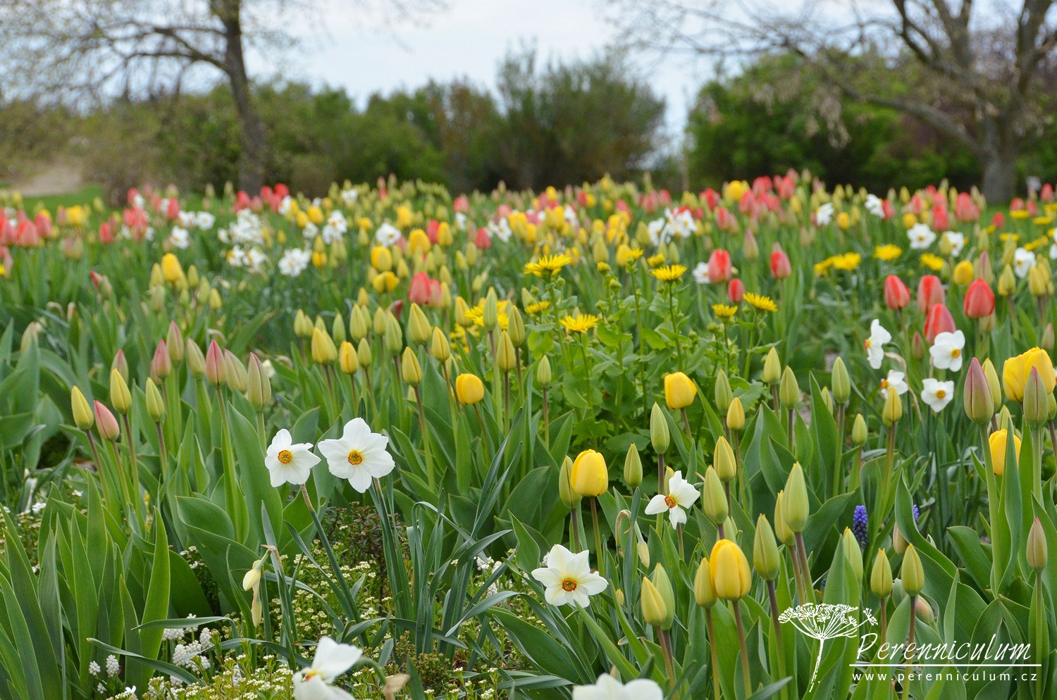 V dendrologické zahradě nejsou jen zajímavé stromy 10 Ve štěrkových záhonech dokvétaly narcisy a chystaly se je vystřídat tulipány.