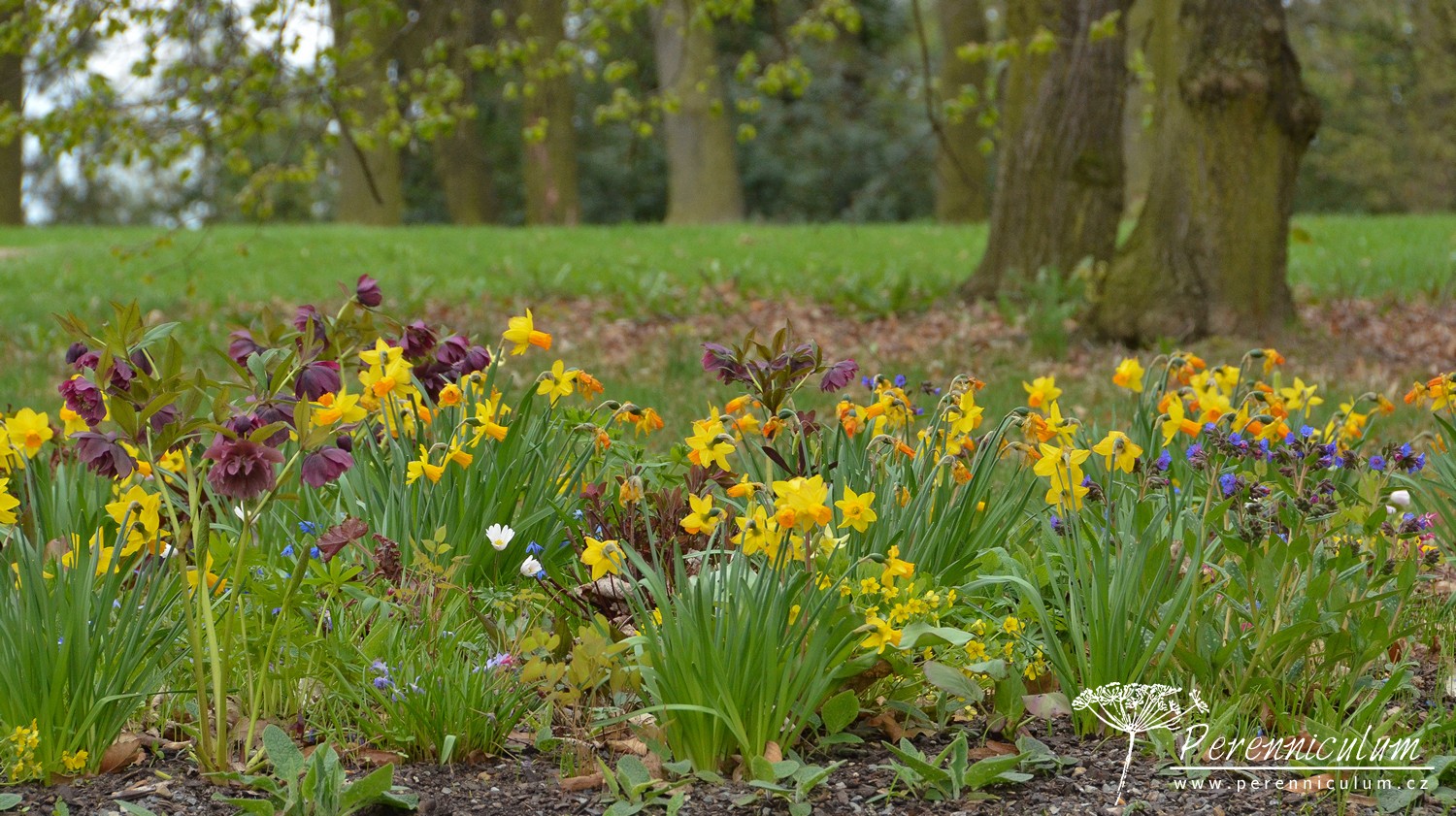 V dendrologické zahradě nejsou jen zajímavé stromy 12 V dendrologické zahradě teď nově testují smíšené záhony se zvýšenou mírou autoregulace do stínu.