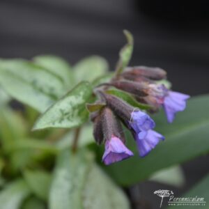 Pulmonaria Majestee 01