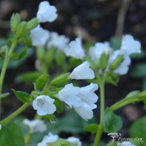 Pulmonaria Sissinghurst White 01