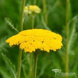 Achillea filipendulina Parker's Variety