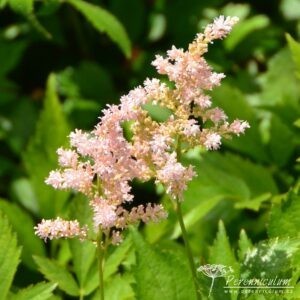 Astilbe Europa