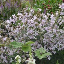 Campanula lactiflora Loddon Anna