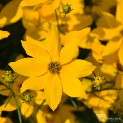 Coreopsis verticillata Coreopsis verticillata