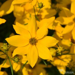 Coreopsis verticilata Grandiflora