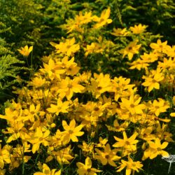 Coreopsis verticilata Grandiflora
