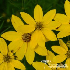 Coreopsis verticilata Zagreb