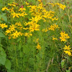 Coreopsis verticillata Grandiflora