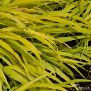 Hakonechloa macra All Gold