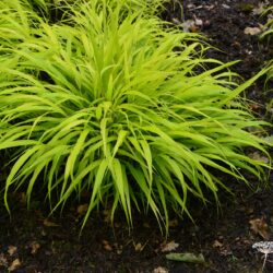 Hakonechloa macra All Gold