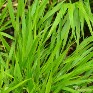 Hakonechloa macra Beni-Kaze