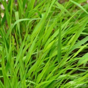 Hakonechloa macra Greenhills