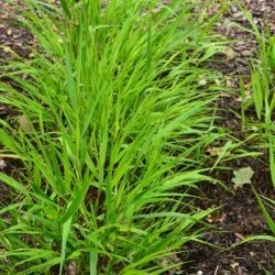 Hakonechloa macra Greenhills