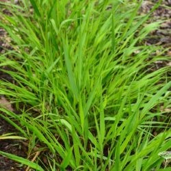 Hakonechloa macra Greenhills
