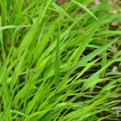 Hakonechloa macra Greenhills