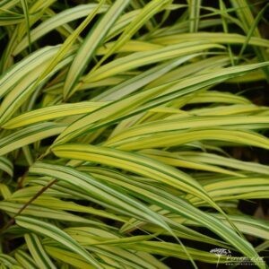 Hakonechloa macra Naomi