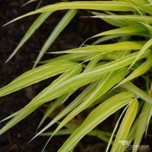 Hakonechloa macra Stripe it Rich
