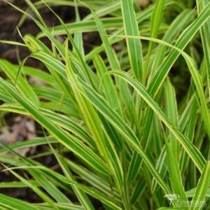 Hakonechloa marca Albostriata