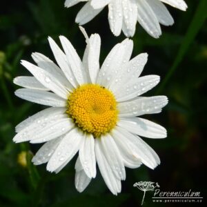 Leucanthemum Gruppenstolz