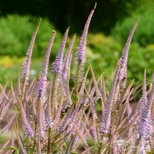Veronicastrum virginicum Adoration