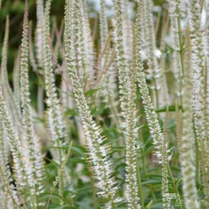 Veronicastrum virginicum Album