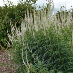 Veronicastrum virginicum Album