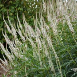 Veronicastrum virginicum Album