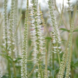 Veronicastrum virginicum Album