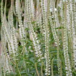 Veronicastrum virginicum Album