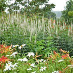 Veronicastrum virginicum Album