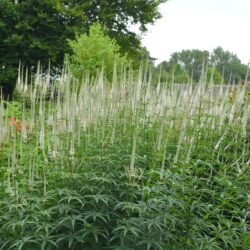 Veronicastrum virginicum Album