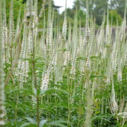 Veronicastrum virginicum Album