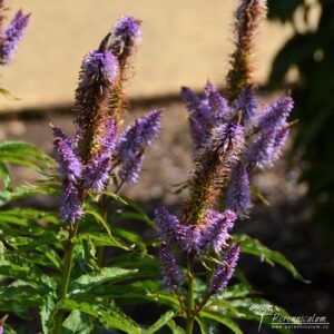 Veronicastrum virginicum Cupid