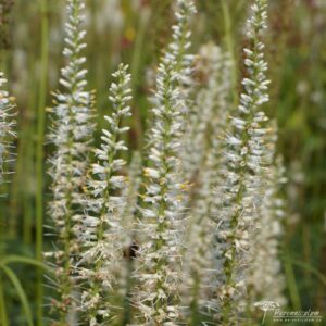 Veronicastrum virginicum Diana