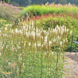 Veronicastrum virginicum Diana