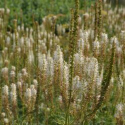 Veronicastrum virginicum Diana