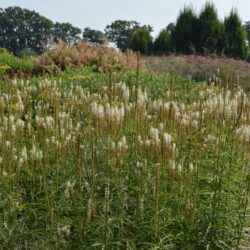 Veronicastrum virginicum Diana