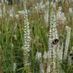 Veronicastrum virginicum Diana