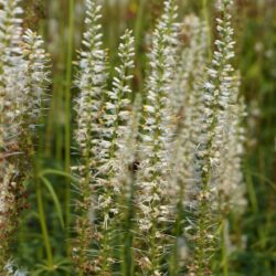 Veronicastrum virginicum Diana