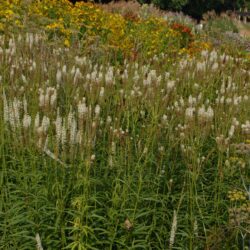 Veronicastrum virginicum Diana
