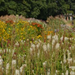 Veronicastrum virginicum Diana