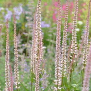 Veronicastrum virginicum Pink Glow