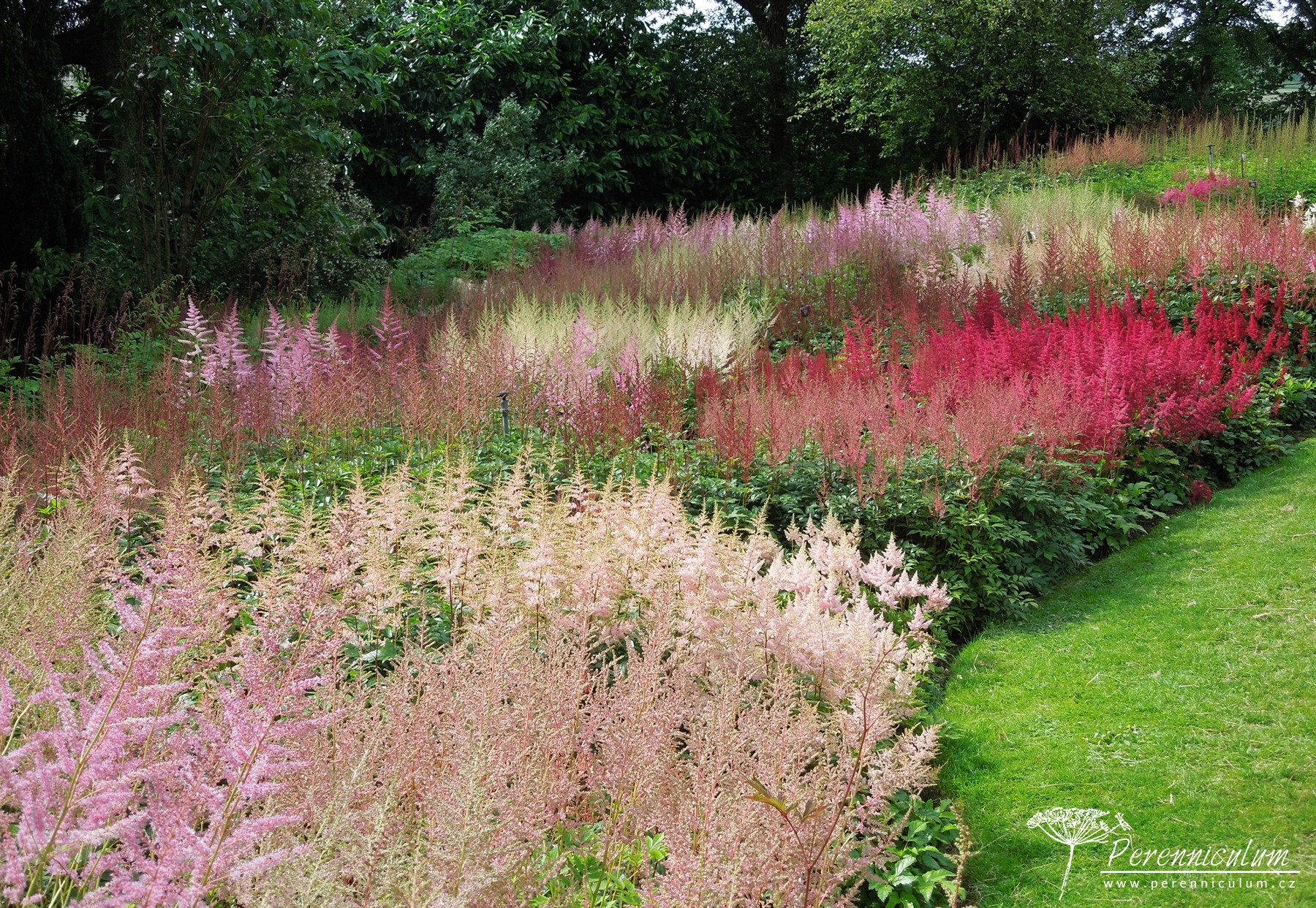 Astilbe 1 astilbe záhon