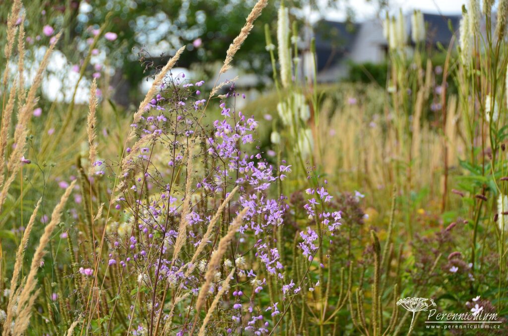 Le Jardin Plume - venkovské kouzlo s podtónem francouzské formální zahrady 8 Ve větru se třepotají okrasné trávy, žluťuchy (Thalictrum) a v pozadí krvavce (Sanguisorba) či rozrazilovce (Veronicastrum).