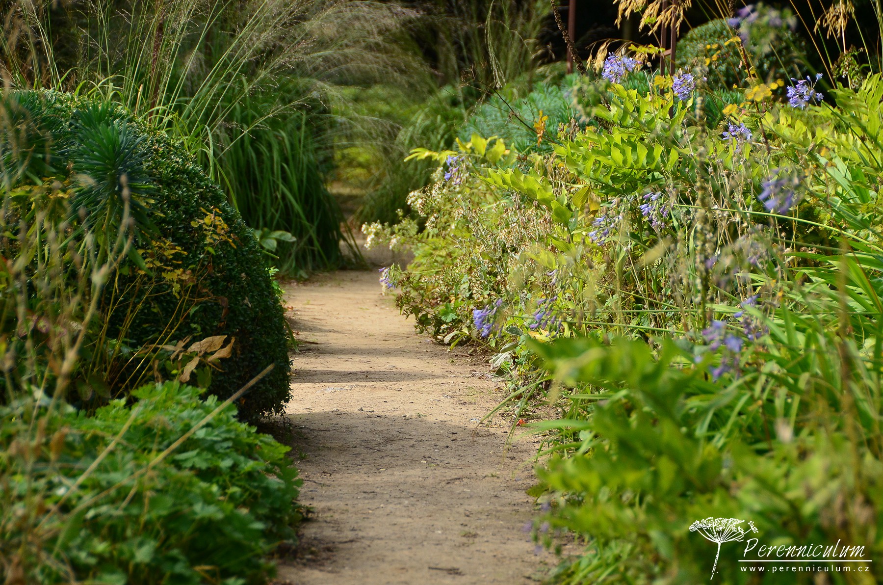 Le Jardin Plume - venkovské kouzlo s podtónem francouzské formální zahrady 11 Zahradou vedou úzké chodníčky, které zaplavují vlny zeleně.