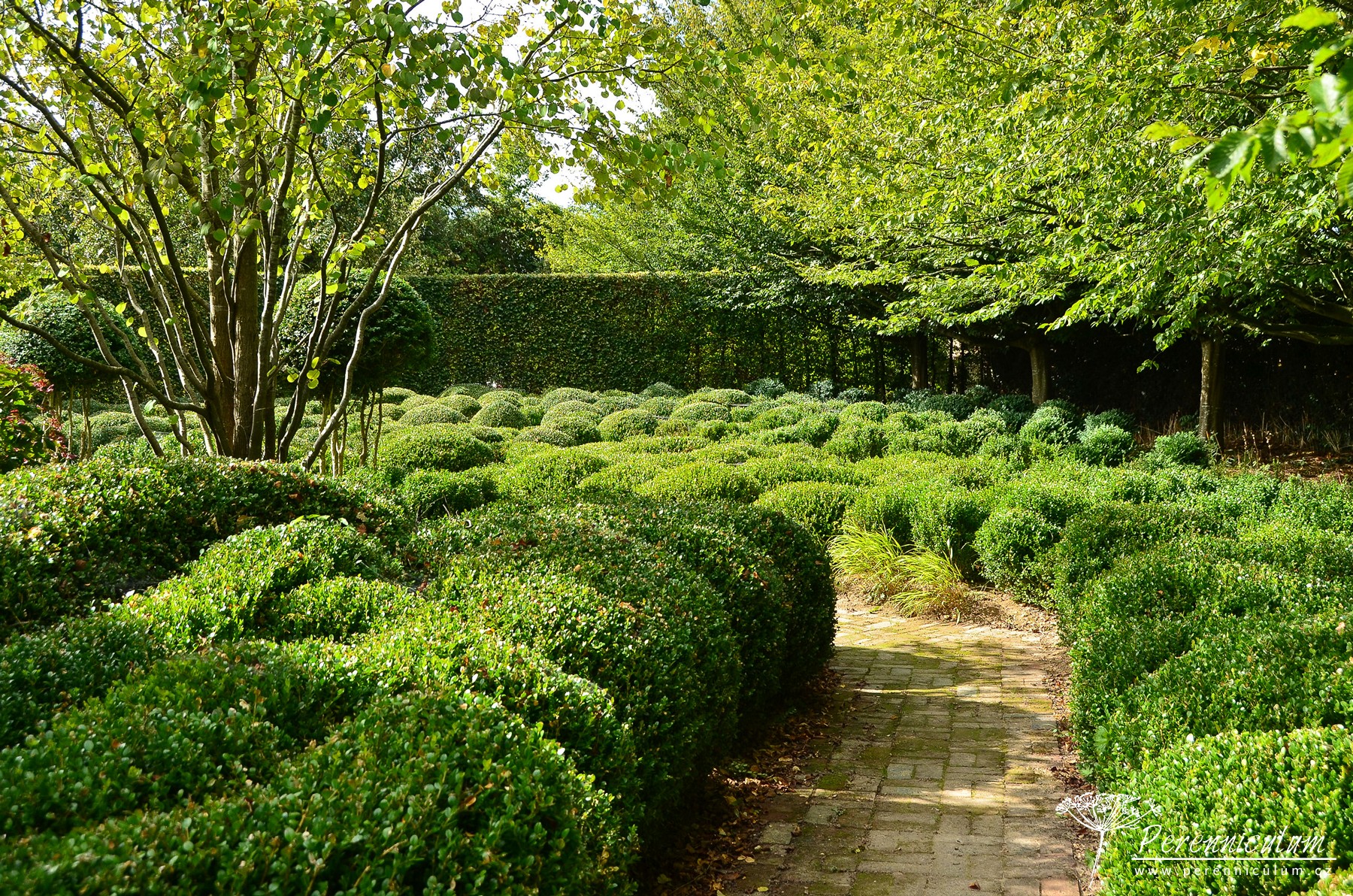 Le Jardin Plume - venkovské kouzlo s podtónem francouzské formální zahrady 10 Jarní zahradě dominují tvarované koule z buxusu, které svými květy doplňují jarní efemery.