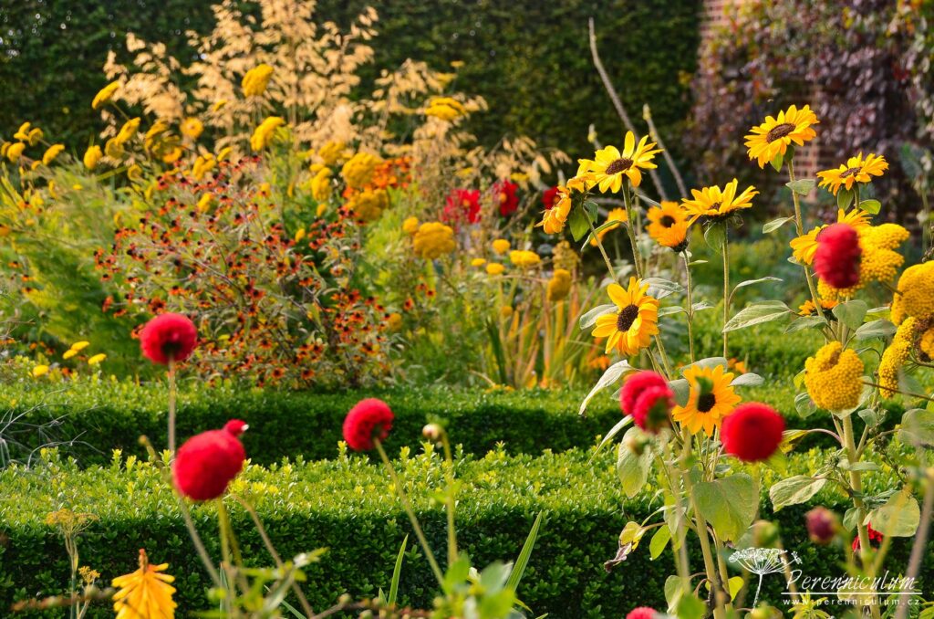 Le Jardin Plume - venkovské kouzlo s podtónem francouzské formální zahrady 16 Červené jiřiny (Dahlia) a žluté slunečnice (Helianthus).