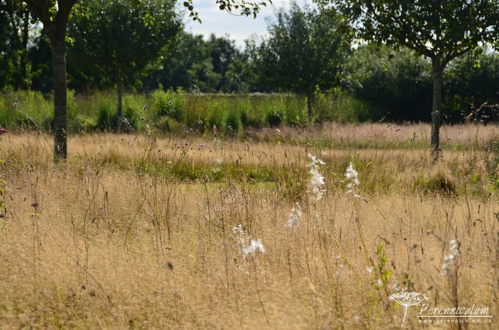 Le Jardin Plume - venkovské kouzlo s podtónem francouzské formální zahrady 4 Koncem léta zde dominují okrasné trávy s občasně kvetoucími trvalkami jako Succisa pratensis.